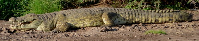 crocodile