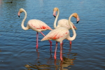 Flamant rose