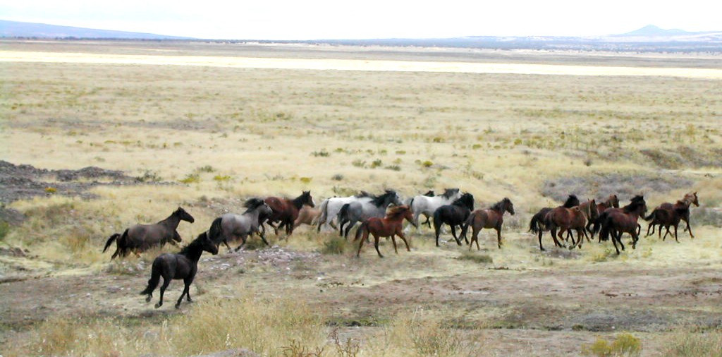 mustangs et grands espaces